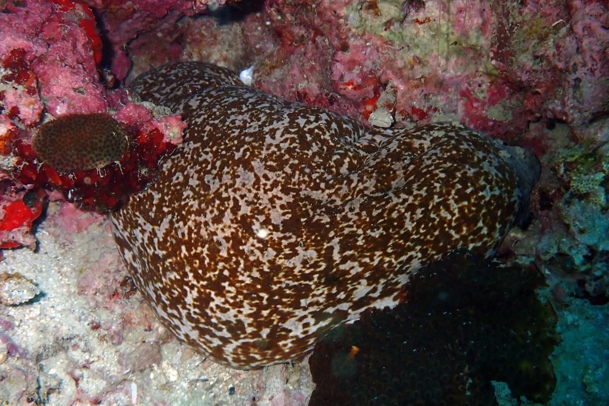 White-Rumped Sea Cucumber – ヨコスジナマコ