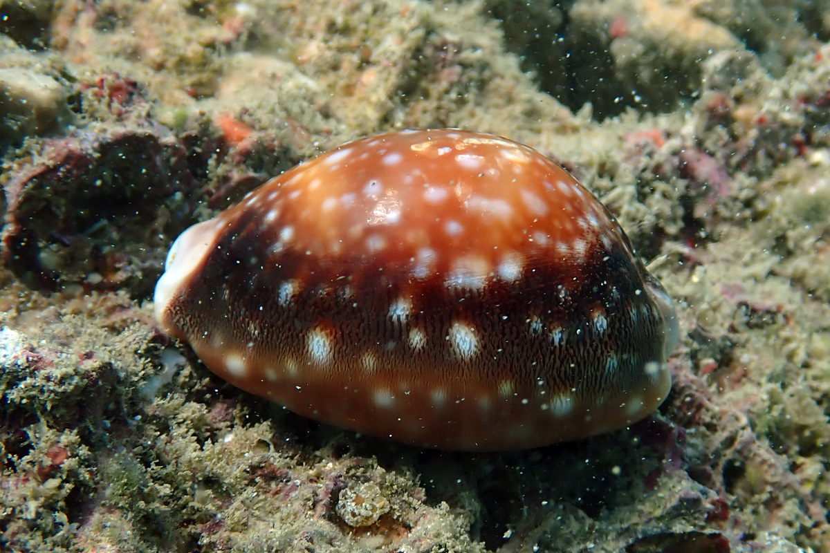 Calf Cowry – ホシキヌタ
