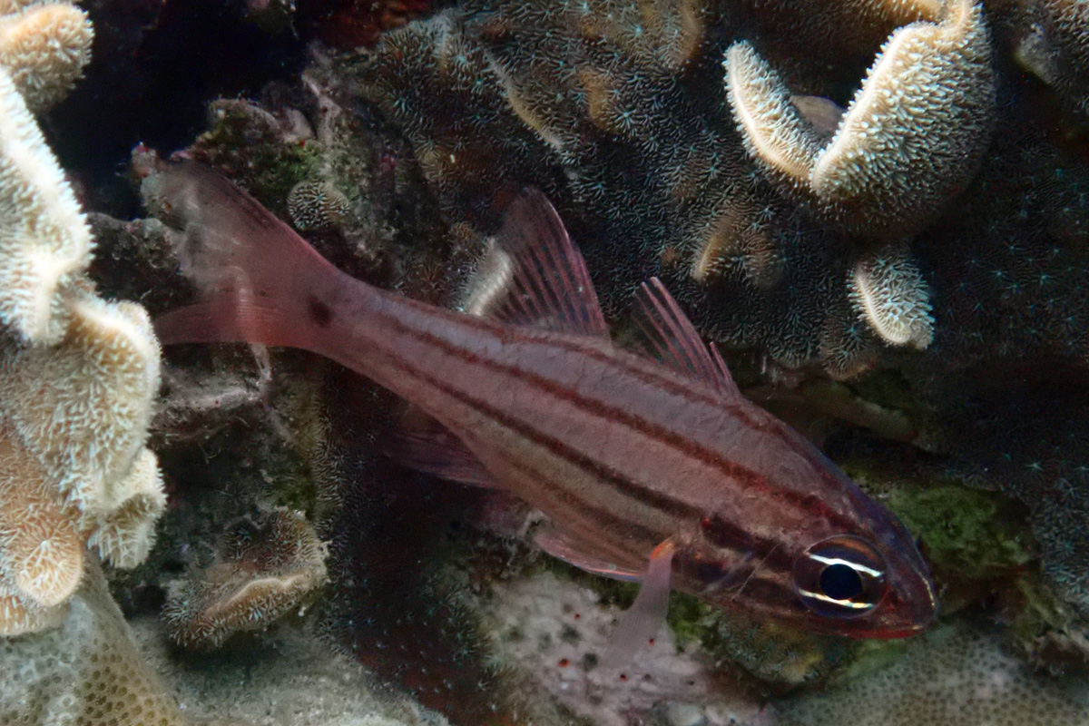 Fourline Cardinalfish – オオスジイシモチ
