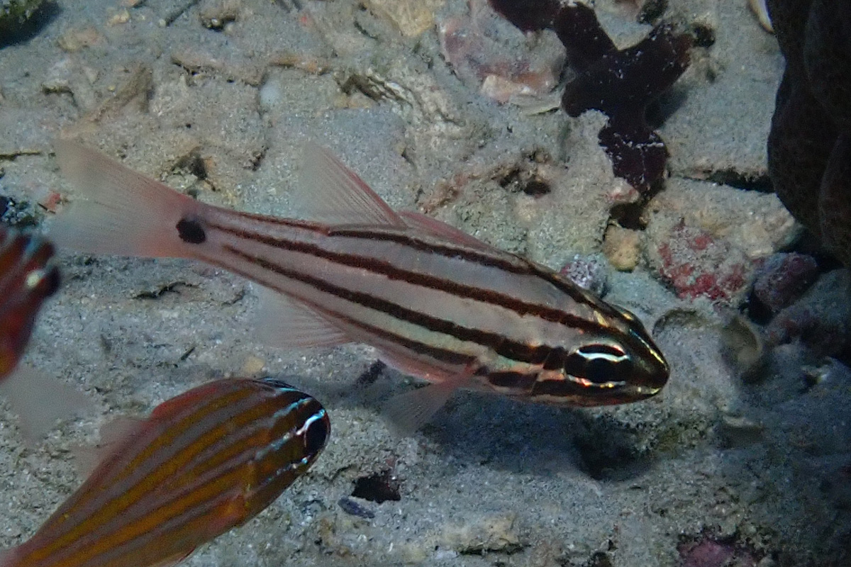 Fourline Cardinalfish – オオスジイシモチ