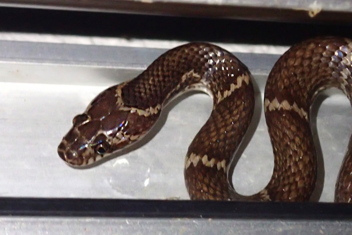 Sakishima Odd-tooth Snake – サキシママダラ