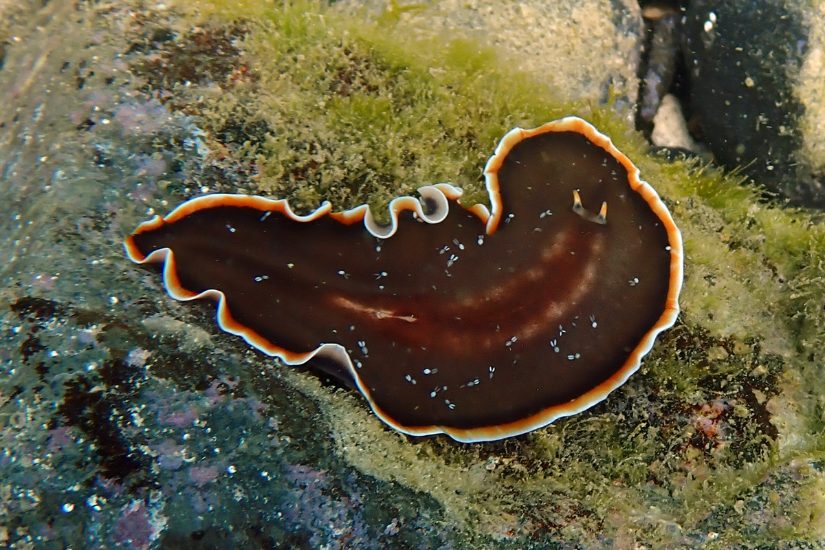 Margined Flatworm – カリオヒラムシ