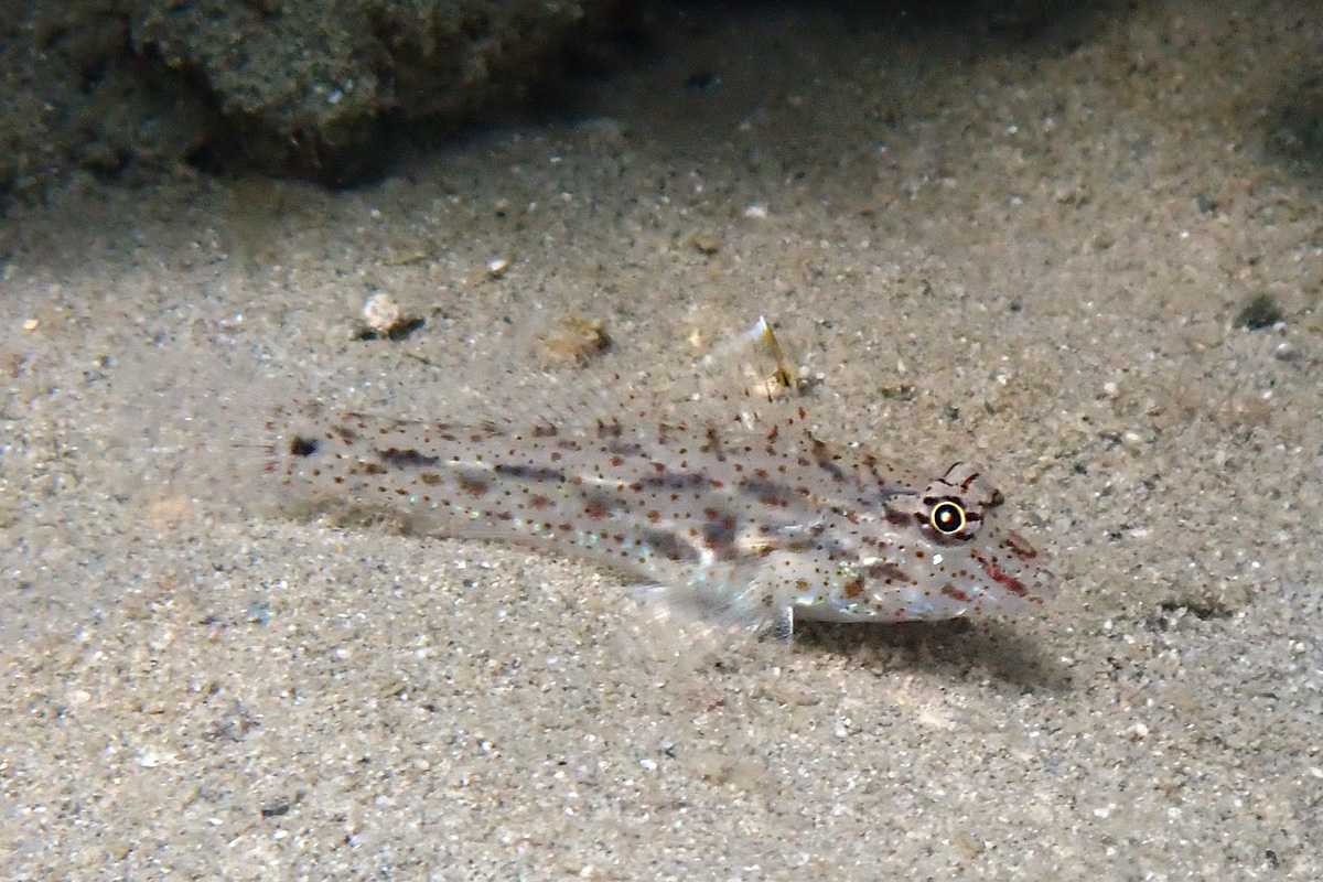 Neophyte Sandgoby – サンカクハゼ