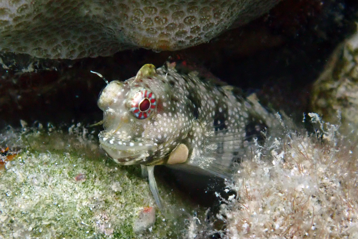 Goldenspot Blenny – シマギンポ