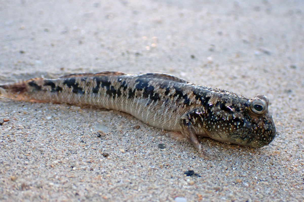 Silverlined Mudskipper – ミナミトビハゼ