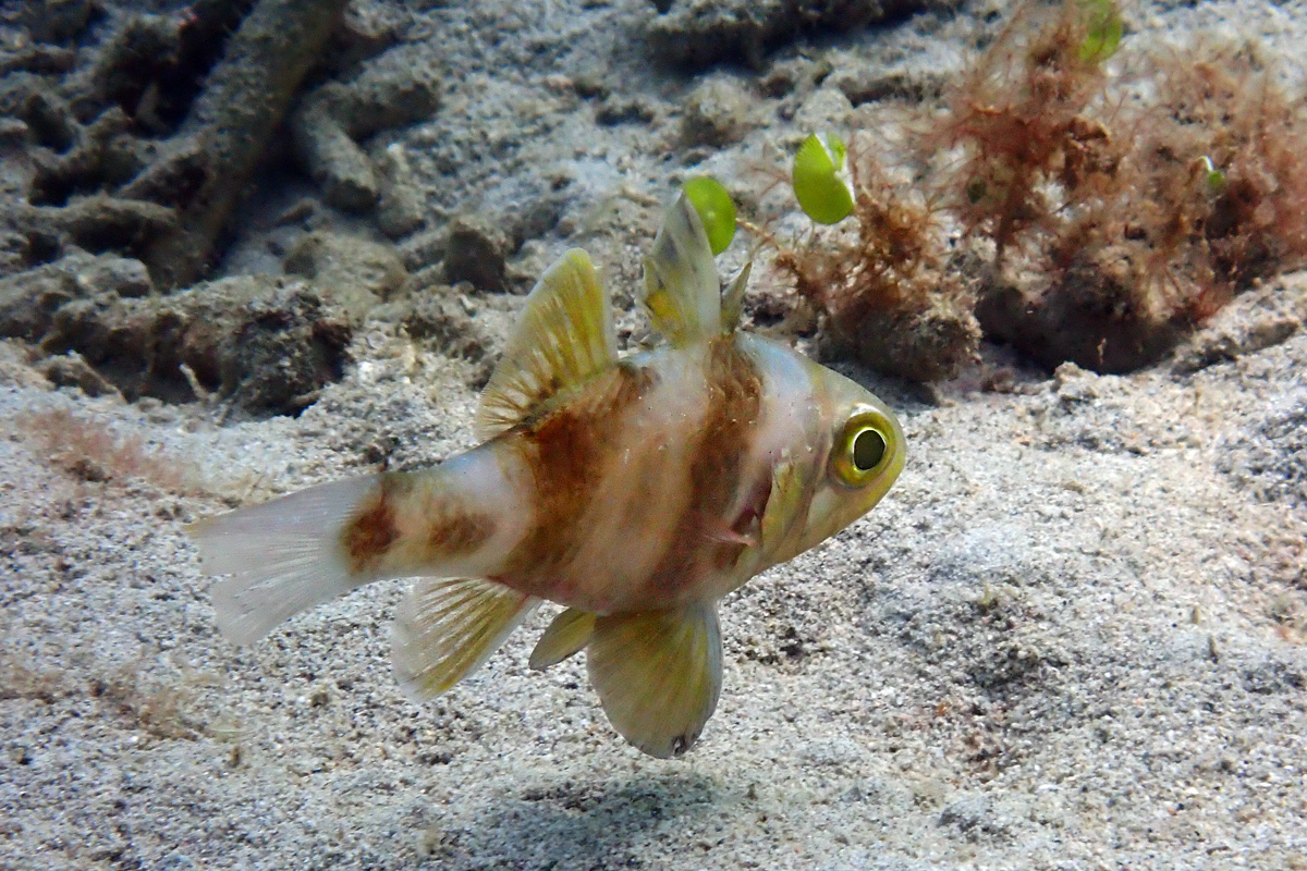 Timor Cardinalfish – カクレテンジクダイ