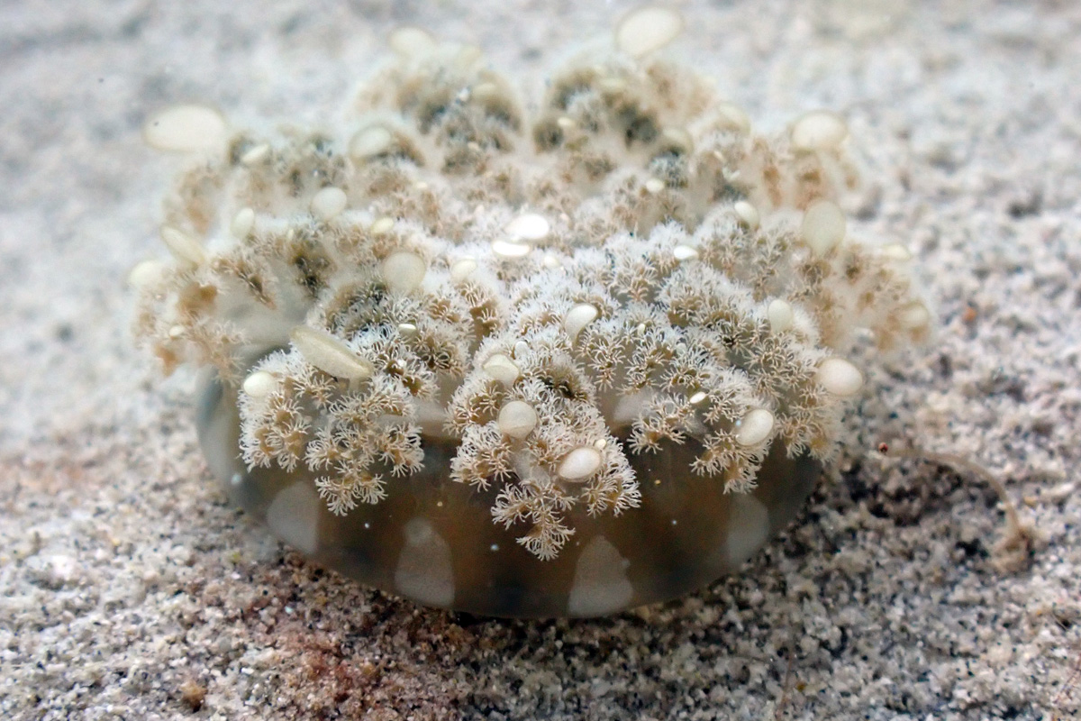 Upside-down Jellyfish – サカサクラゲ