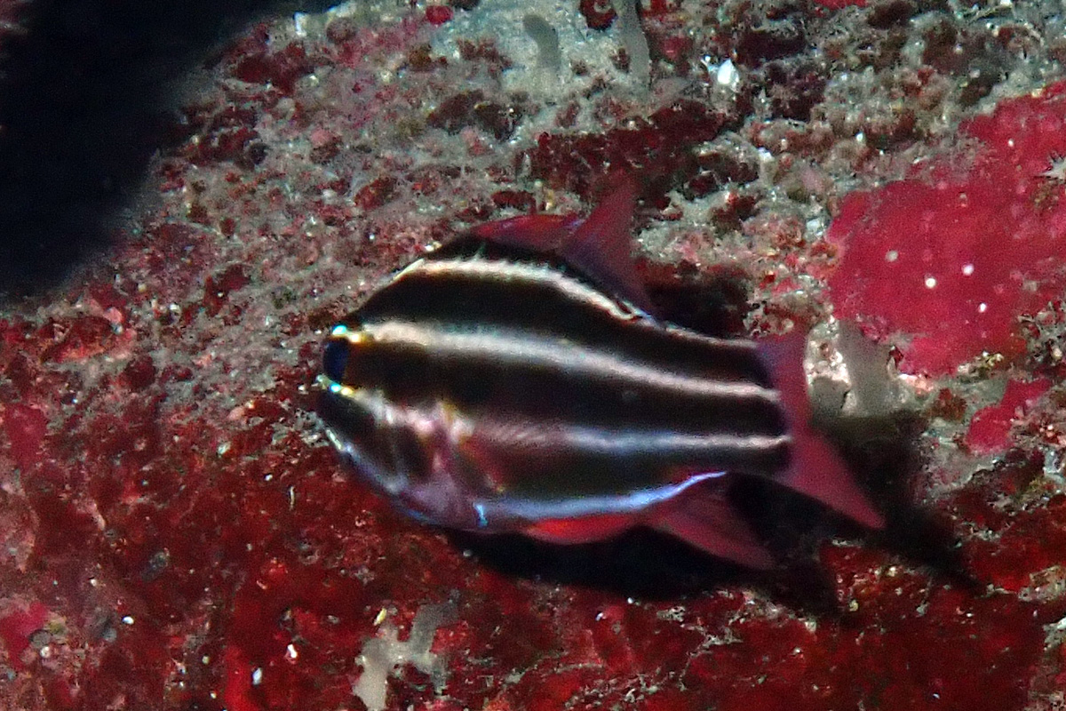 Blackstriped Cardinalfish