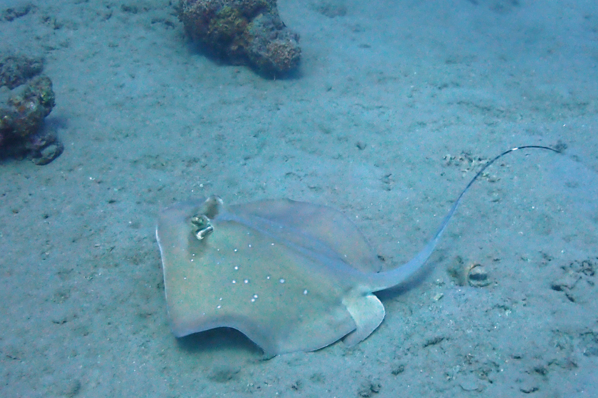Japanese Bluespotted Maskray – ヤッコエイ