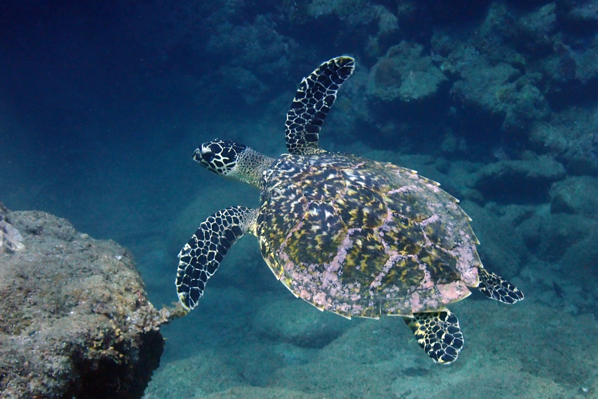 Hawksbill Sea Turtle – タイマイ