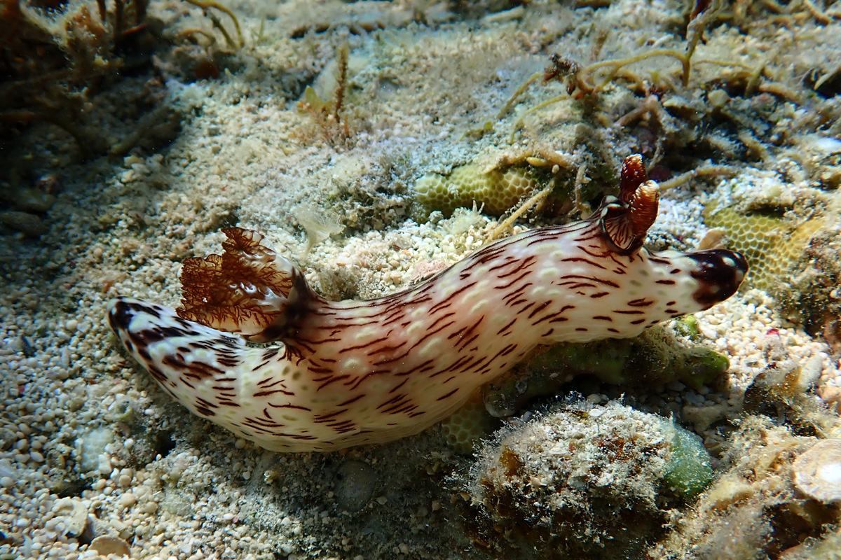 Red-lined Jorunna – ブッシュドノエルウミウシ