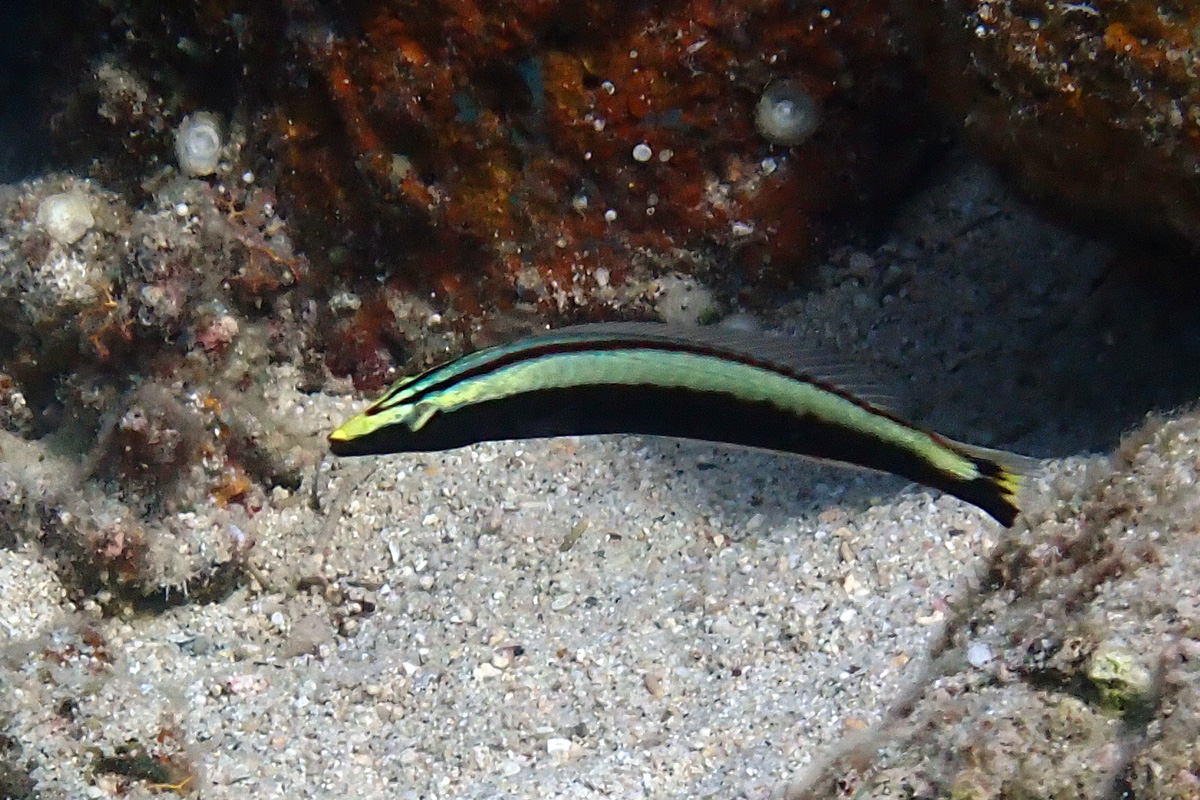 Ring Wrasse – ナメラベラ