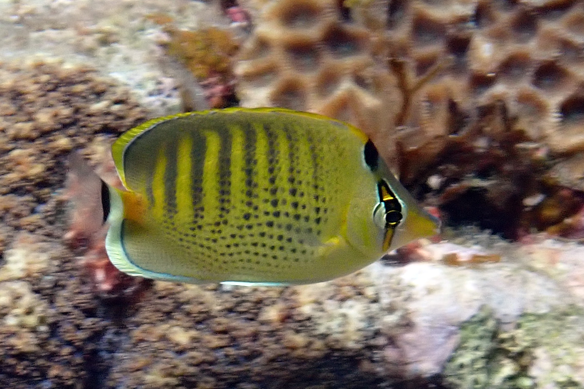 Spotband Butterflyfish – シチセンチョウチョウウオ