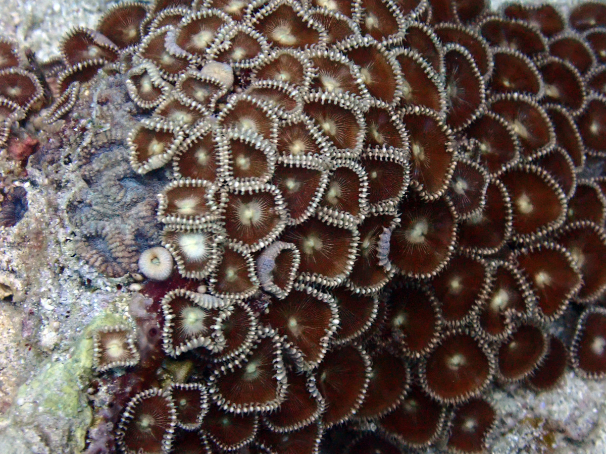Sunray Zoanthid –