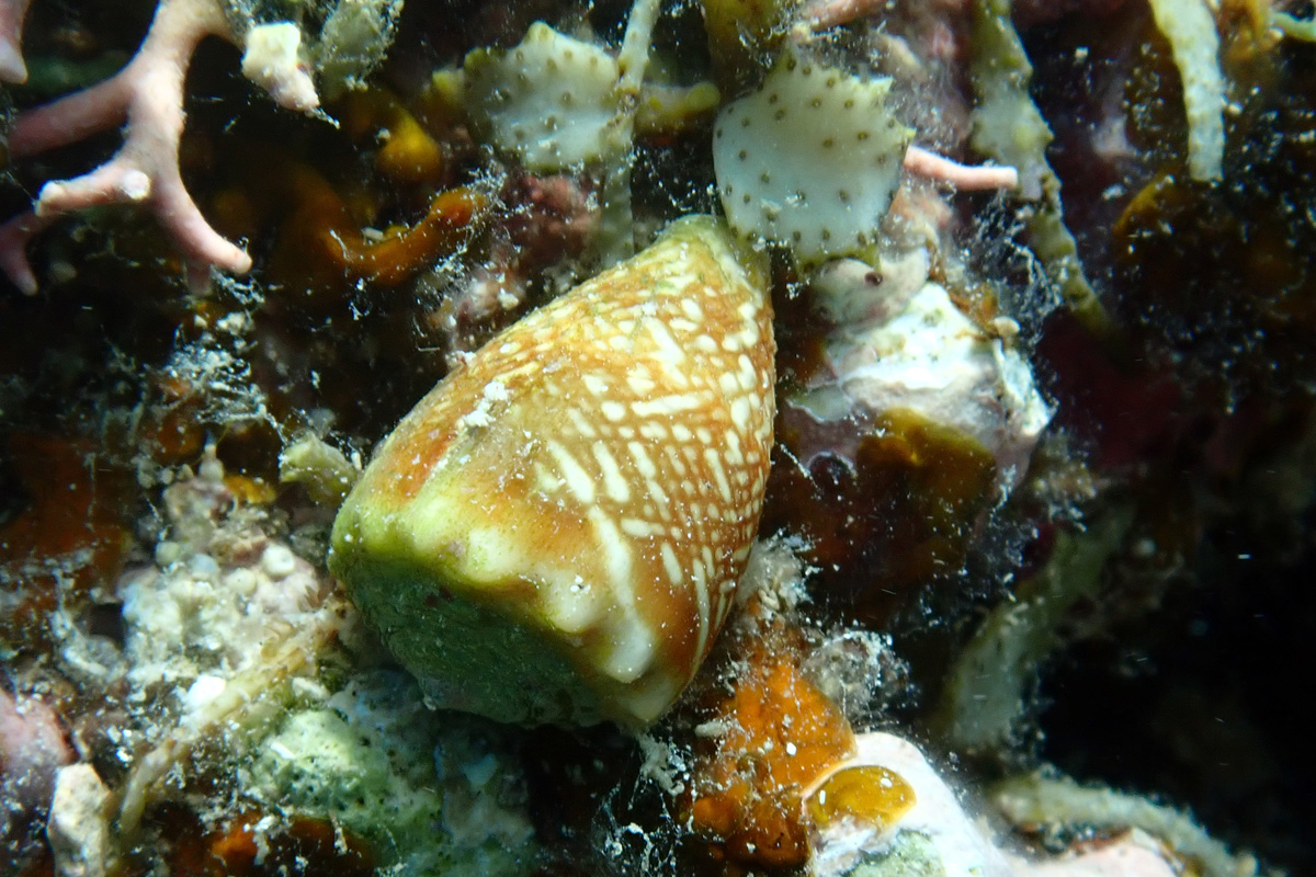 Conus fulgetrum – サヤガタイモ