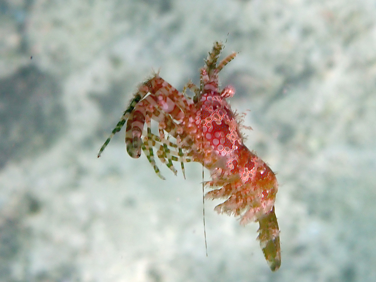 Marbled Shrimp – フシウデサンゴモエビ