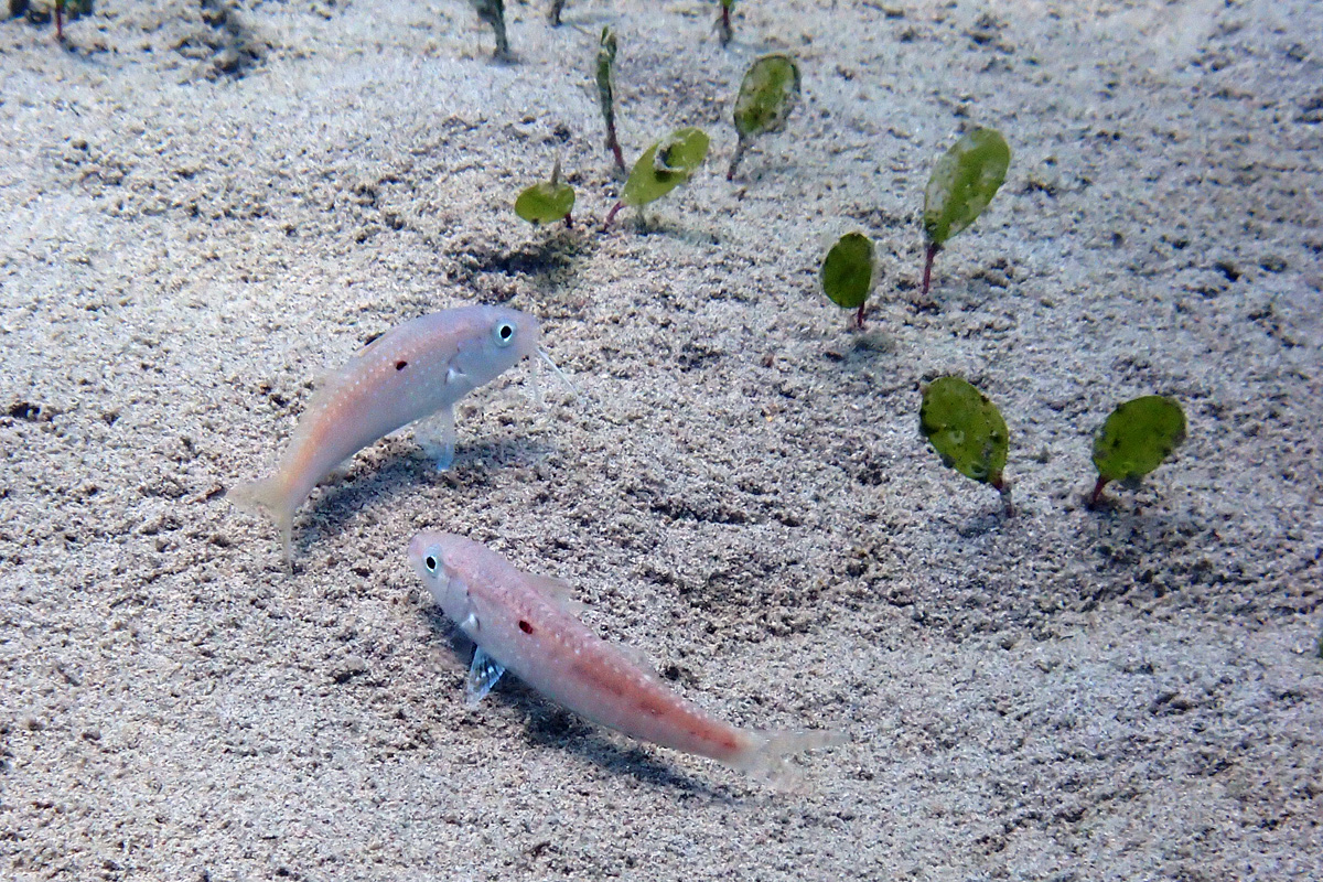 Opalescent Goatfish – タカサゴヒメジ