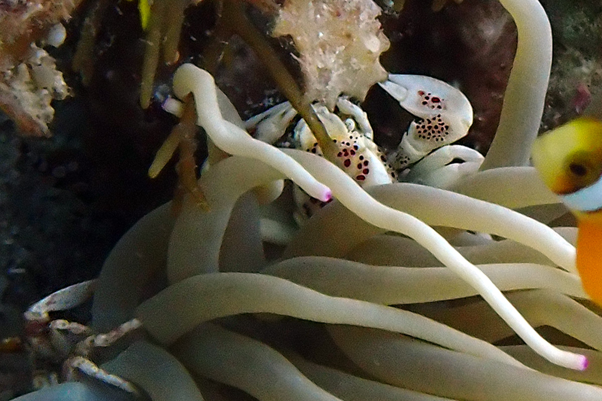 Anemone Porcelain Crab – アカボシカニダマシ