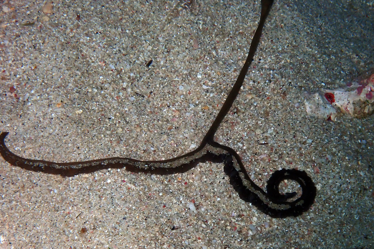 Spoon Worm