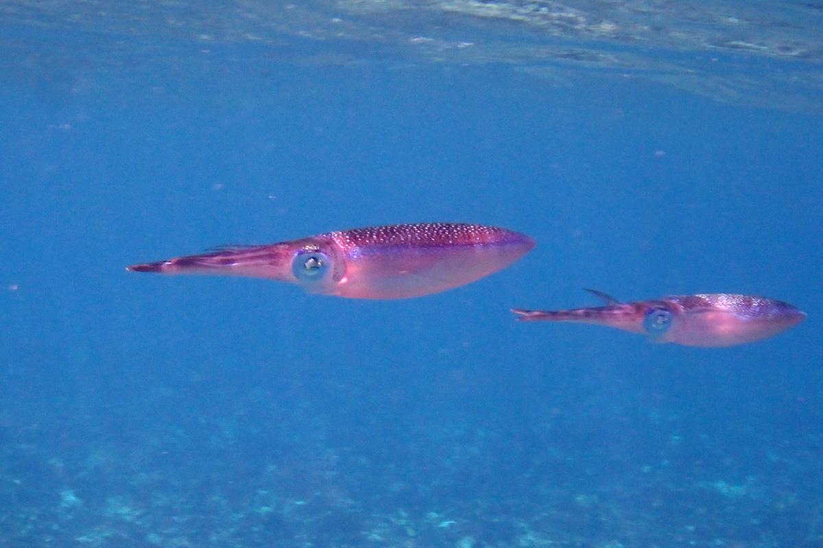 Squid – イカ