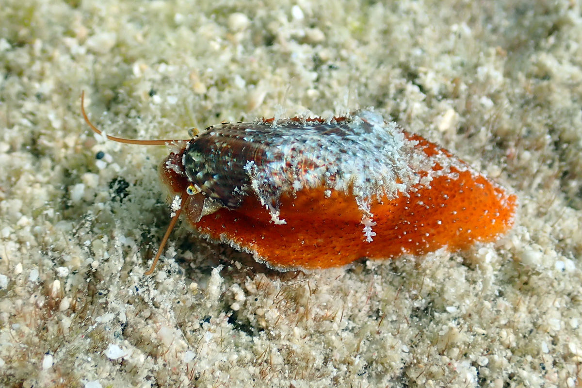 Stomatella