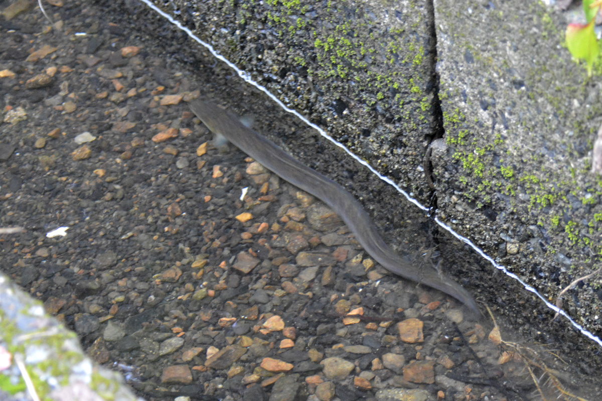 Japanese Eel – ニホンウナギ
