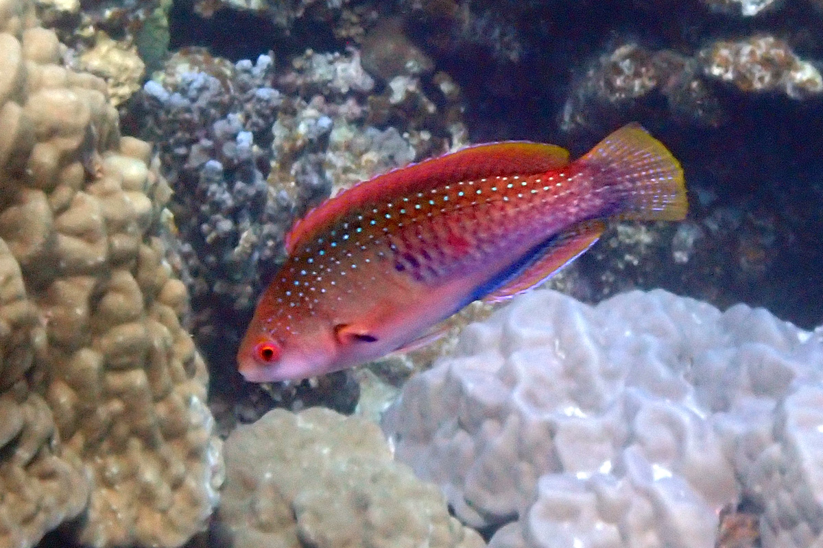 Blueside Wrasse – クロヘリイトヒキベラ