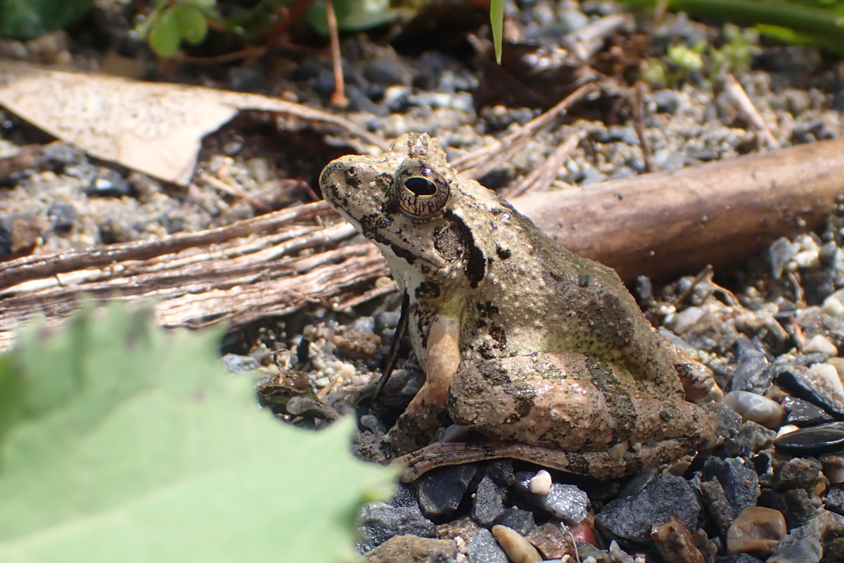 Frog – カイル