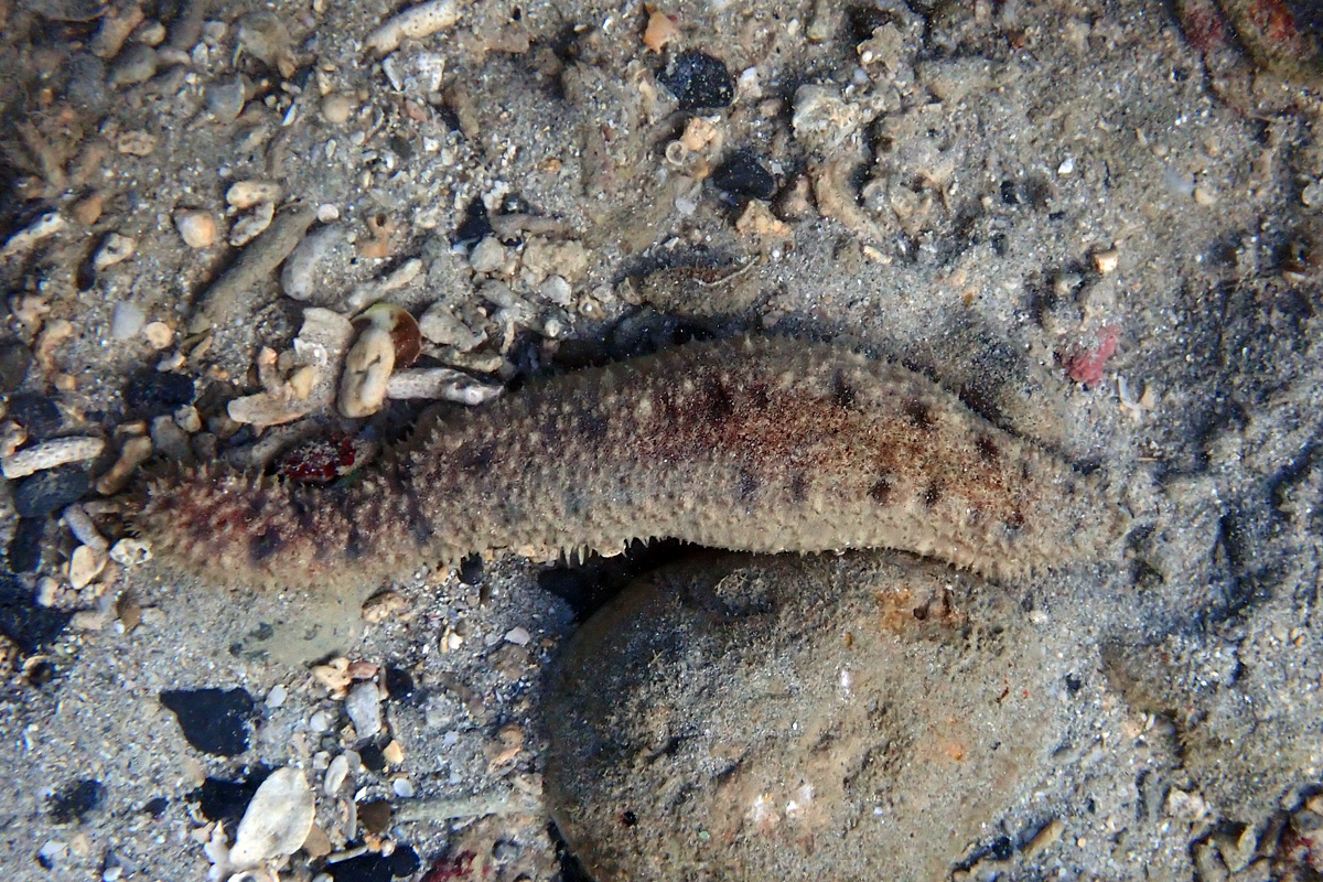 Leopard Sea Cucumber – イソナマコ