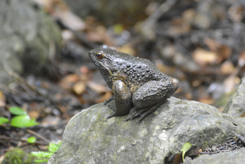 Otton Frog – オットンガエル