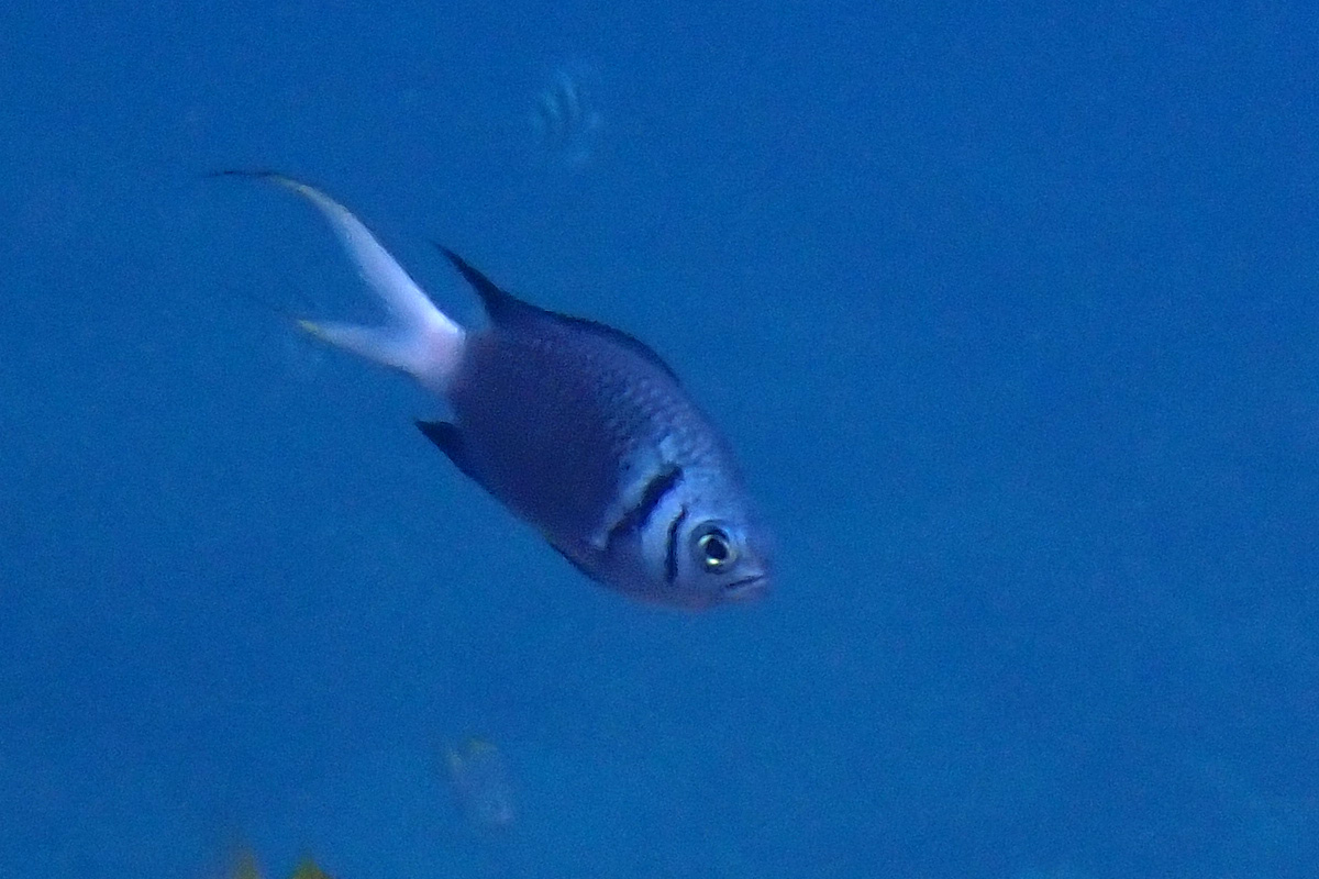 Paletail Chromis – モンスズメダイ