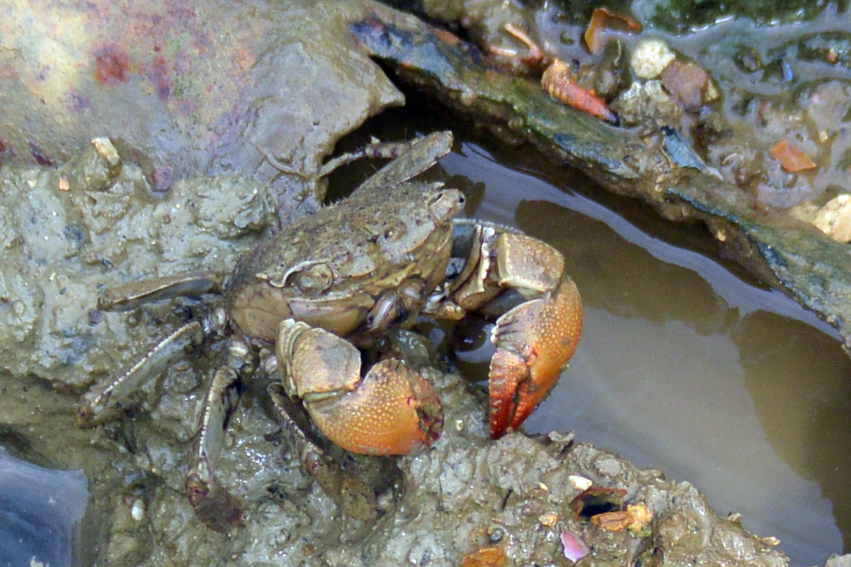 Red-clawed Crab – フタバカクガニ