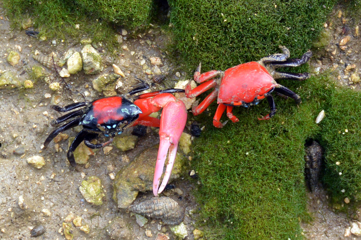Thick-legged Fiddler Crab – ベニシオマネキ