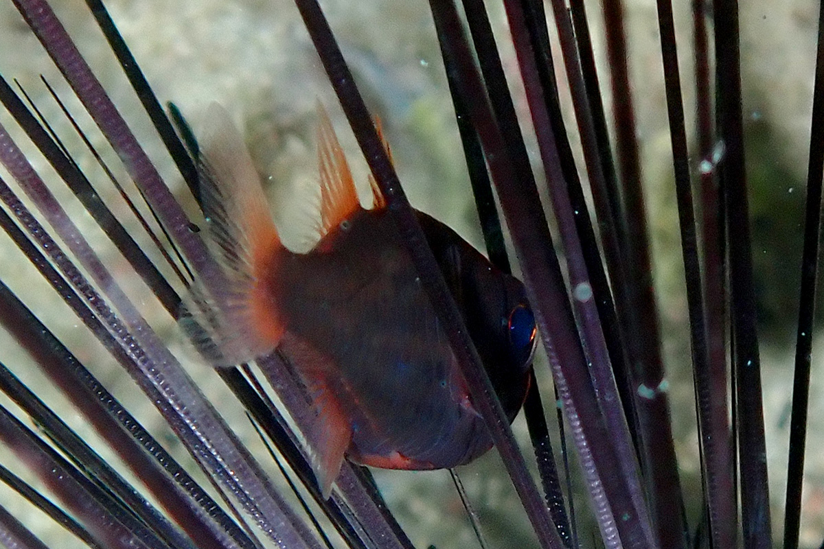Urchin Cardinalfish – ヒカリイシモチ