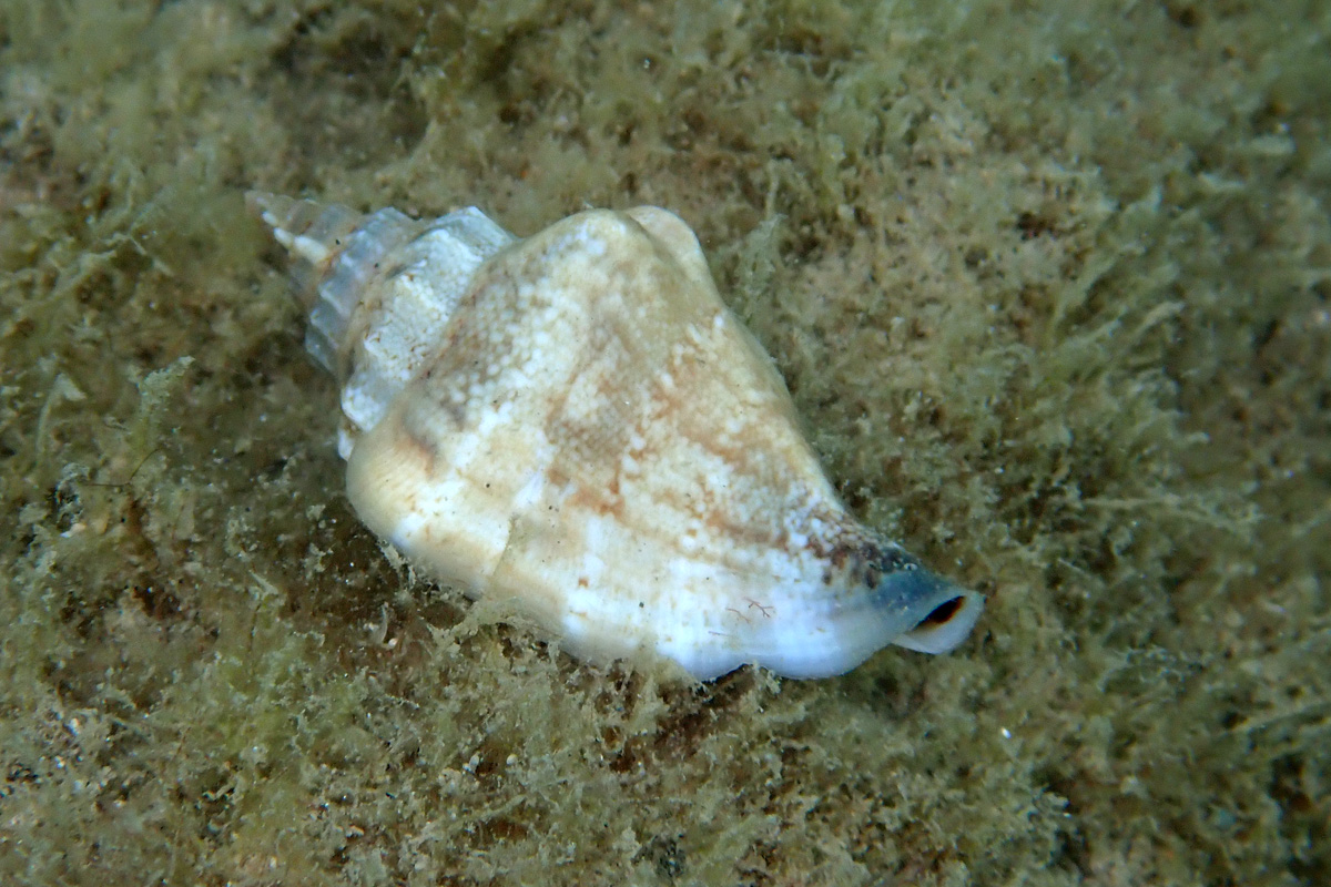 Shells
