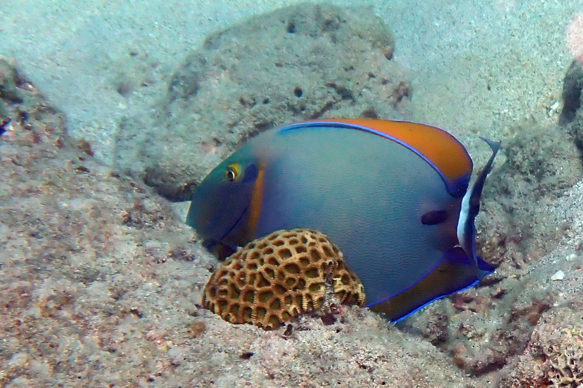 Eyespot Surgeonfish – カンランハギ