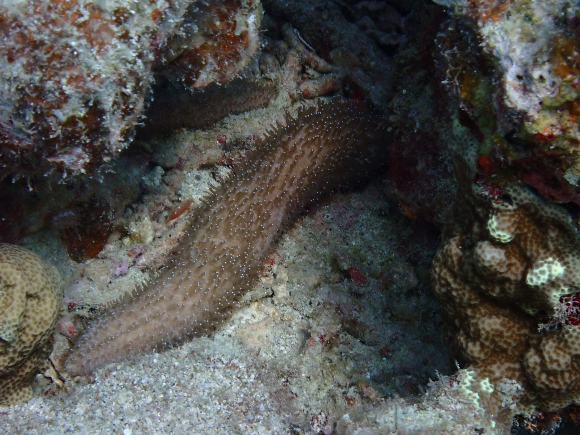 Feather Coral – イシナマコ