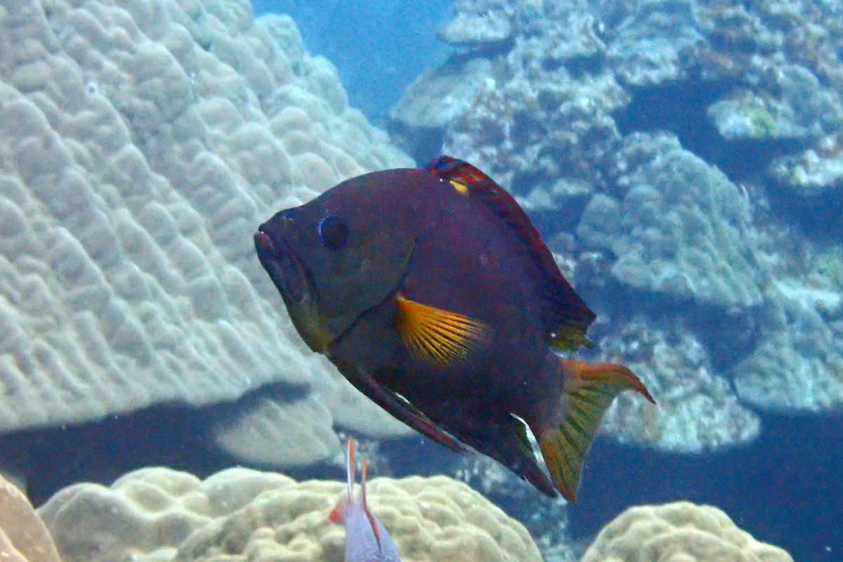 Latent Slingjaw Wrasse –
