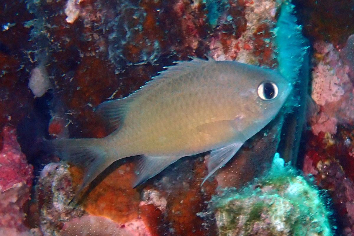 Scaly Chromis – ササスズメダイ
