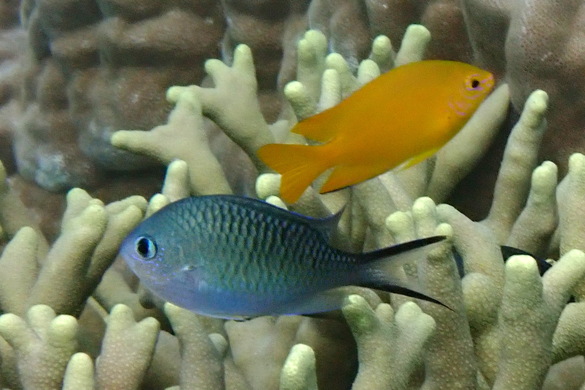 Ternate Chromis – カブラヤスズメダイ